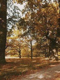 Trees in park