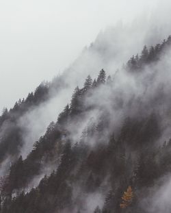 Low angle view of trees against sky