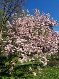 Close-up of pink cherry blossoms in spring