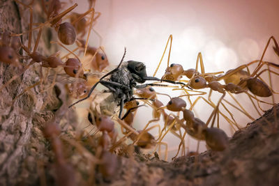 The ant colony - amazing macro photo series