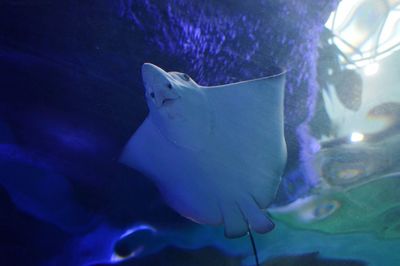 Close-up of fish swimming in aquarium