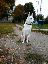 Beautiful white dog in autumn