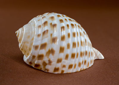 shell