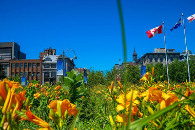 Flowering plants by building against clear blue sky