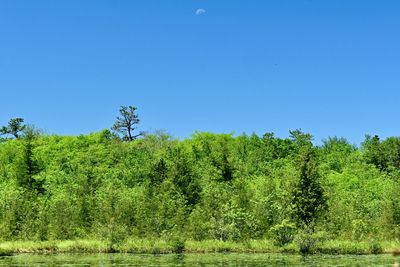 Plants growing on land against clear sky