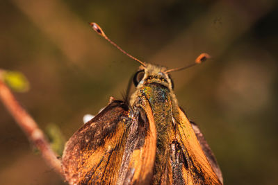 Close-up of butterfly on plant