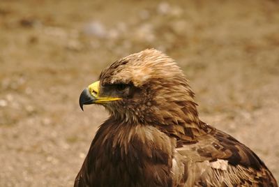 Close-up of eagle against blurred background