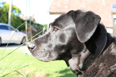 Close-up of dog looking away