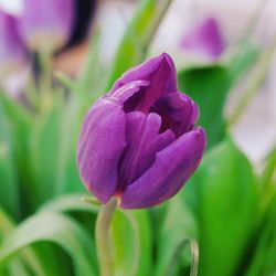 Close-up of purple flower blooming outdoors