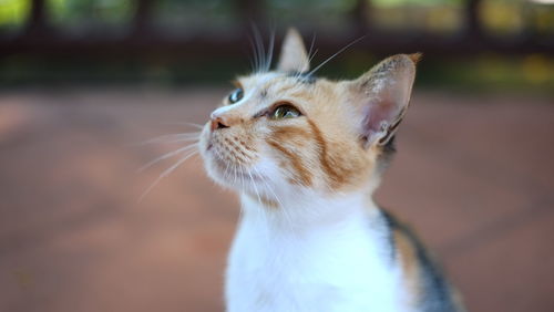 Close-up of cat