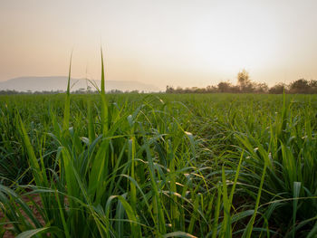 Crops growing on field against sky during sunset