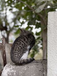 Close-up of a cat looking away