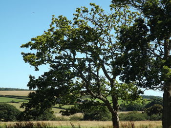 Low angle view of trees against clear sky