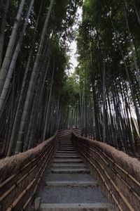 View of bamboo trees in forest