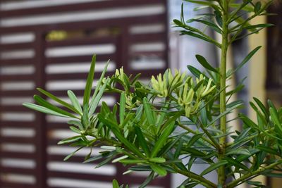 Close-up of fresh green plant