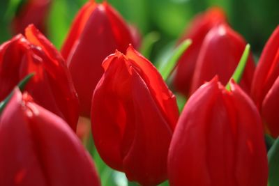 Close-up of red tulips