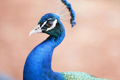 Close-up of peacock