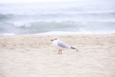 Seagull on sand at beach
