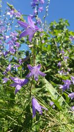 Close-up of purple flowers blooming outdoors