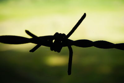 Close-up of barbed wire against sky