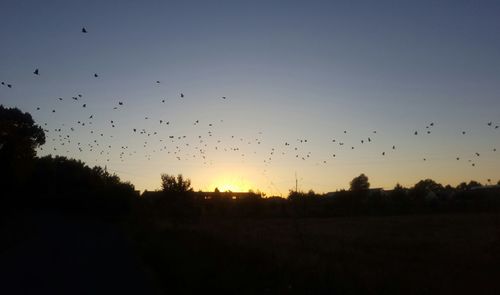 Silhouette birds flying in sky at sunset