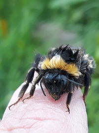 Close-up of insect on hand