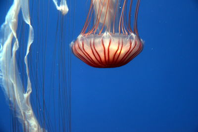 Close-up of jellyfish swimming in sea