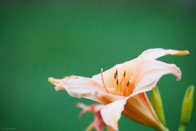 Close-up of flower against blurred background