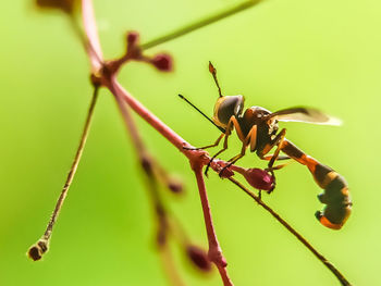 Close-up of ant on plant