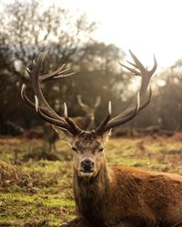 Close-up portrait of deer against sky