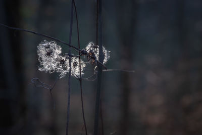 Close-up of dry plant with spider web