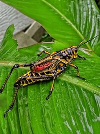 Close-up of insect on leaf