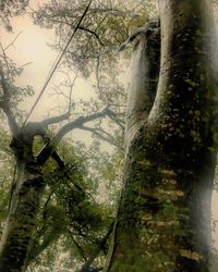 Low angle view of trees in forest