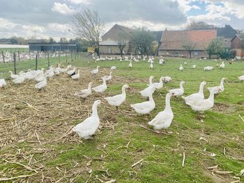 View of birds on field against sky