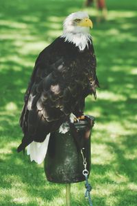 Close-up of owl perching on grass