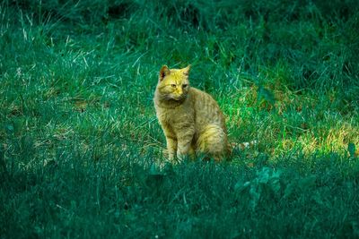 Cat in the middle of a garden in sunlight