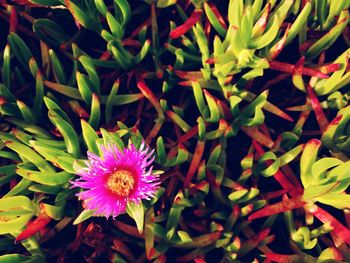 Close-up of flowers blooming outdoors