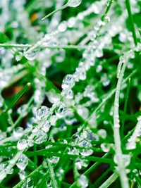 Close-up of wet plants