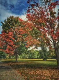 Scenic view of trees against sky