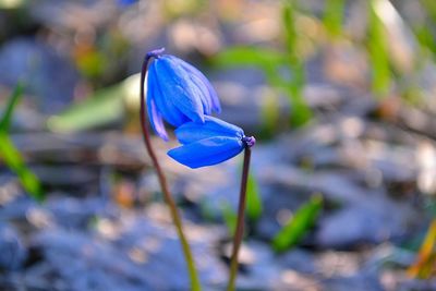 Close-up of blue crocus blooming outdoors