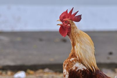 Close-up of rooster