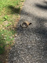 High angle view of squirrel on road