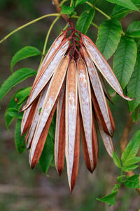 Close-up of wilted plant leaves