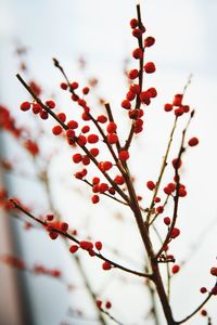 Low angle view of tree against sky