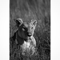 Close-up of lioness