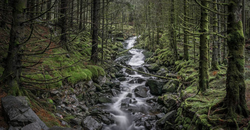 Scenic view of waterfall in forest