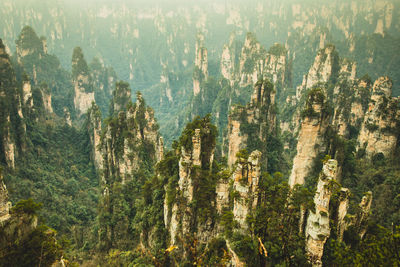 High angle view of pine trees in forest