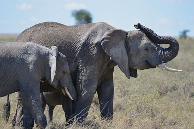 Close-up of elephant