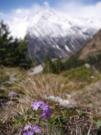 Close-up of purple flowering plants on field