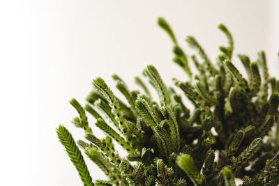 Close-up of fresh green plant against white background